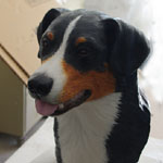 Berner Sennenhund Hund Skulptur Statue Büste Portraitbüste