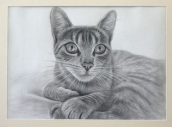 Katze Bleistiftzeichnung