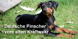 Deutsche Pinscher vom alten Kraftwerk