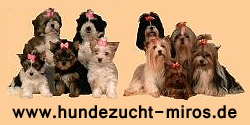 Hundezucht Miros 