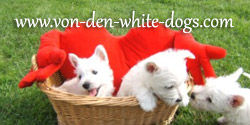 Hundezucht von den White Dogos