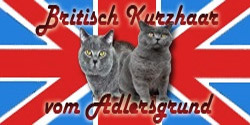 Britisch Kurzhaar Züchter vom Adlersgrund