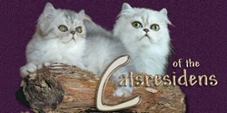 Perserkatzenzucht Catsresidens