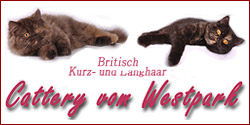 Katzenzucht Westpark-Cats