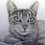 Katzenportrait