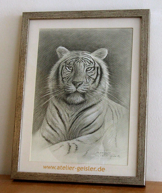 Tiger Portrait Zeichnung