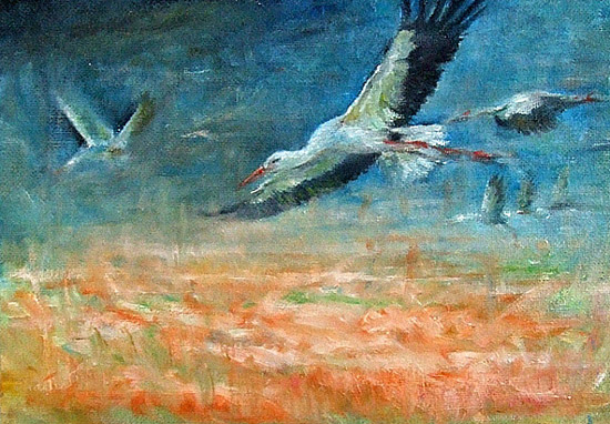 Vogelportrait Storch
